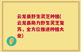 云龙县野生灵芝种植(云龙县助力野生灵芝复苏，全方位推进种植大业)