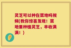 灵芝可以种在菜地吗视频(教你惊喜发现！菜地里种植灵芝，丰收满满！)