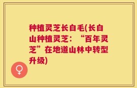 种植灵芝长白毛(长白山种植灵芝：“百年灵芝”在地道山林中转型升级)