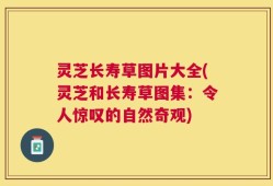 灵芝长寿草图片大全(灵芝和长寿草图集：令人惊叹的自然奇观)