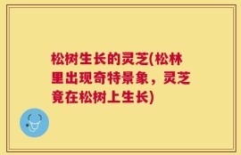 松树生长的灵芝(松林里出现奇特景象，灵芝竟在松树上生长)