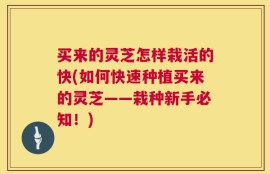 买来的灵芝怎样栽活的快(如何快速种植买来的灵芝——栽种新手必知！)