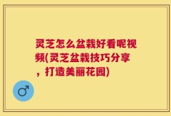 灵芝怎么盆栽好看呢视频(灵芝盆栽技巧分享，打造美丽花园)