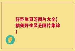 好野生灵芝图片大全(精美野生灵芝图片集锦)