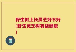 野生树上长灵芝好不好(野生灵芝树有益健康)