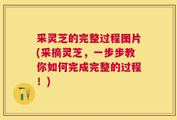 采灵芝的完整过程图片(采摘灵芝，一步步教你如何完成完整的过程！)