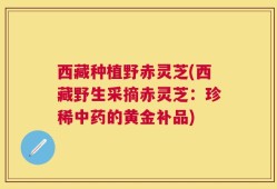 西藏种植野赤灵芝(西藏野生采摘赤灵芝：珍稀中药的黄金补品)