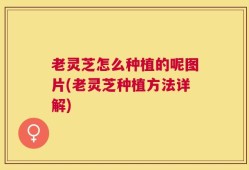 老灵芝怎么种植的呢图片(老灵芝种植方法详解)