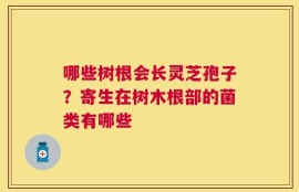 哪些树根会长灵芝孢子？寄生在树木根部的菌类有哪些