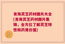 青海灵芝药材图片大全(青海灵芝药材图片集锦，全方位了解灵芝特性和药用价值)