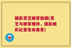 摄影灵芝嫩芽拍摄(灵芝与嫩芽相伴，摄影精彩纪录生命美景)