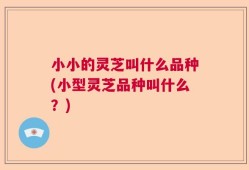 小小的灵芝叫什么品种(小型灵芝品种叫什么？)