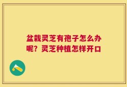 盆栽灵芝有孢子怎么办呢？灵芝种植怎样开口