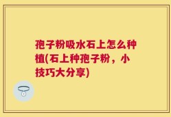 孢子粉吸水石上怎么种植(石上种孢子粉，小技巧大分享)