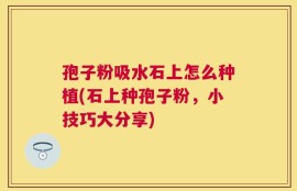 孢子粉吸水石上怎么种植(石上种孢子粉，小技巧大分享)