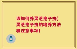 该如何养灵芝孢子虫(灵芝孢子虫的培养方法和注意事项)