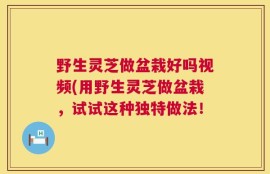 野生灵芝做盆栽好吗视频(用野生灵芝做盆栽，试试这种独特做法！