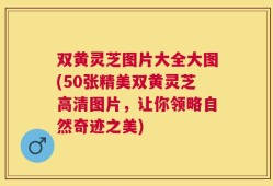 双黄灵芝图片大全大图(50张精美双黄灵芝高清图片，让你领略自然奇迹之美)