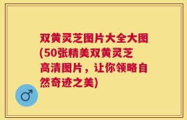 双黄灵芝图片大全大图(50张精美双黄灵芝高清图片，让你领略自然奇迹之美)