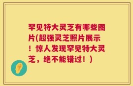 罕见特大灵芝有哪些图片(超强灵芝照片展示！惊人发现罕见特大灵芝，绝不能错过！)
