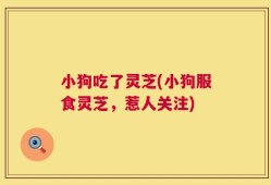 小狗吃了灵芝(小狗服食灵芝，惹人关注)