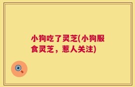 小狗吃了灵芝(小狗服食灵芝，惹人关注)