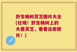 野生杨树灵芝图片大全(壮观！野生杨树上的大量灵芝，看看这些照片！)