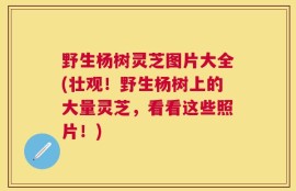 野生杨树灵芝图片大全(壮观！野生杨树上的大量灵芝，看看这些照片！)