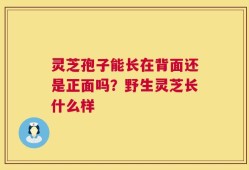 灵芝孢子能长在背面还是正面吗？野生灵芝长什么样