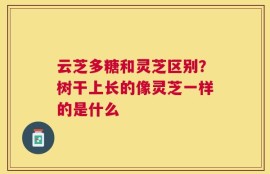 云芝多糖和灵芝区别？树干上长的像灵芝一样的是什么