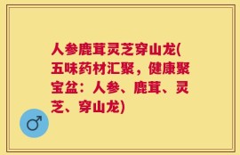 人参鹿茸灵芝穿山龙(五味药材汇聚，健康聚宝盆：人参、鹿茸、灵芝、穿山龙)
