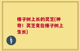 榛子树上长的灵芝(神奇！灵芝竟在榛子树上生长)