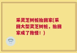 采灵芝树桩抬回家(采回大型灵芝树桩，抬回家成了拖怪！)