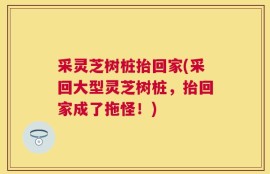 采灵芝树桩抬回家(采回大型灵芝树桩，抬回家成了拖怪！)