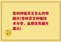 慈利种植灵芝怎么样呀图片(慈利灵芝种植技术分享，品质优良图片展示)