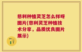 慈利种植灵芝怎么样呀图片(慈利灵芝种植技术分享，品质优良图片展示)