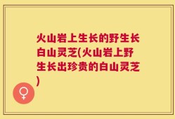 火山岩上生长的野生长白山灵芝(火山岩上野生长出珍贵的白山灵芝)