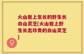 火山岩上生长的野生长白山灵芝(火山岩上野生长出珍贵的白山灵芝)