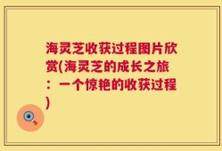 海灵芝收获过程图片欣赏(海灵芝的成长之旅：一个惊艳的收获过程)