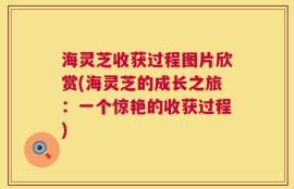 海灵芝收获过程图片欣赏(海灵芝的成长之旅：一个惊艳的收获过程)