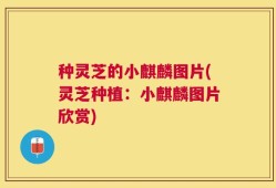 种灵芝的小麒麟图片(灵芝种植：小麒麟图片欣赏)