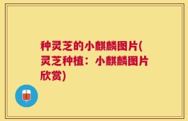 种灵芝的小麒麟图片(灵芝种植：小麒麟图片欣赏)