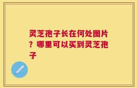 灵芝孢子长在何处图片？哪里可以买到灵芝孢子