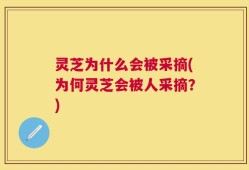 灵芝为什么会被采摘(为何灵芝会被人采摘？)