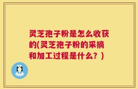 灵芝孢子粉是怎么收获的(灵芝孢子粉的采摘和加工过程是什么？)