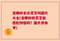 龙眼树会长灵芝吗图片大全(龙眼树和灵芝能搭配种植吗？图片供参考)