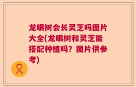 龙眼树会长灵芝吗图片大全(龙眼树和灵芝能搭配种植吗？图片供参考)