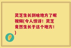 灵芝生长到啥地方了呢视频(令人惊讶！灵芝竟然生长于这个地方！)