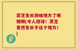 灵芝生长到啥地方了呢视频(令人惊讶！灵芝竟然生长于这个地方！)