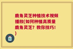 鹿角灵芝种植技术视频播放(如何种植高质量鹿角灵芝？教你技巧！)